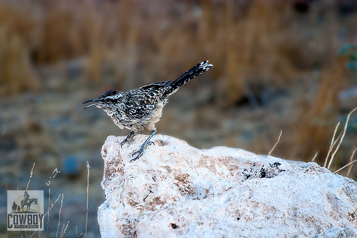 Picture of a cactus wren while horseback riding in Las Vegas at Cowboy Trail Rides